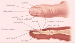 nails, nail salon, bristol ct, bristol, bristol ct nail salon, nail shapes, nail shape, natural nails, cuticle, nail anatomy